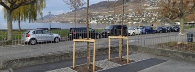 Hitzeresistente Baumpflanzungen