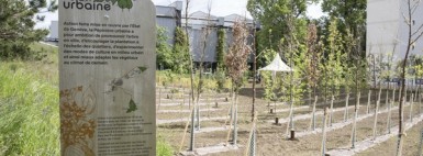 Urbane Baumschulen als Anpassungslaboratorien