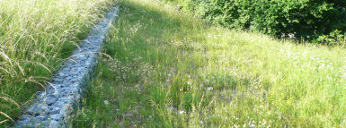 Natur im Siedlungsraum