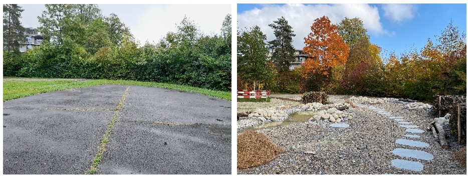 Früher Asphalt, heute vielfältiger Grünraum mit Retentionsfunktion und naturnaher Begrünung: Stadtgrün schuf mit dem Projekt einen attraktiven Naherholungsort und ein wertvolles Biotop, das die Artenvielfalt fördert und die ökologische Vernetzung stärkt.